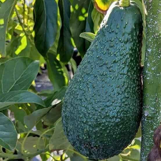 Avocados