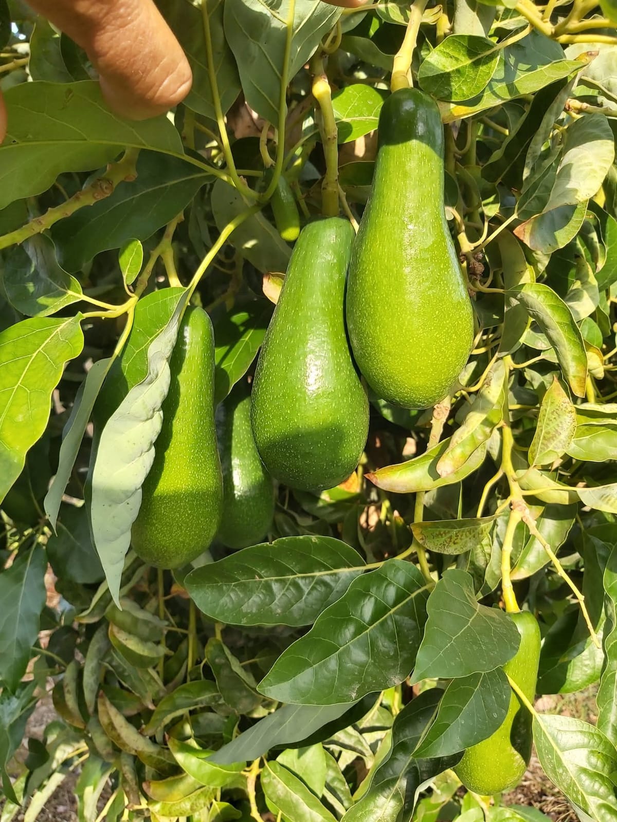 Avocados